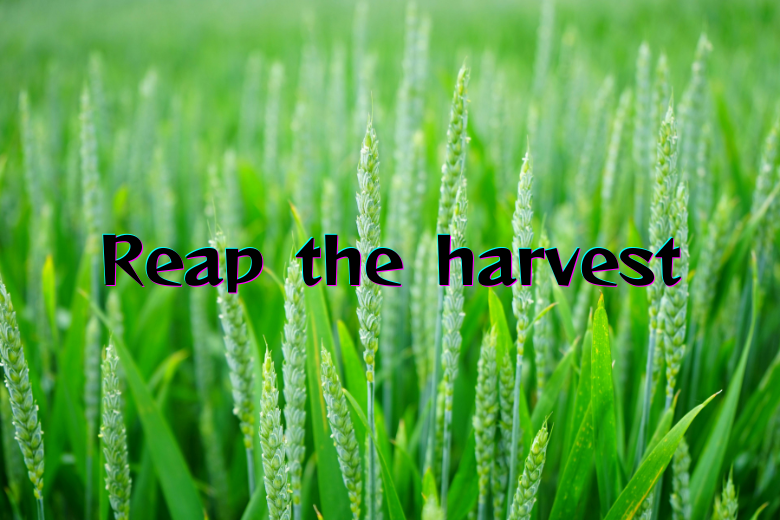 3. 「種まきの時間」に耐えられない